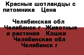 Красные шотландцы с питомника › Цена ­ 10 000 - Челябинская обл., Челябинск г. Животные и растения » Кошки   . Челябинская обл.,Челябинск г.